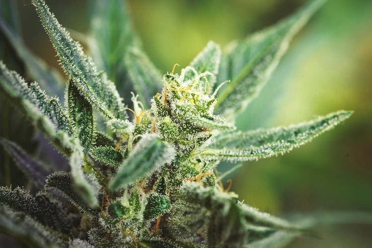 In a Historic Move, Vote to Federally Legalize Marijuana to Take Place in Congress—This Week 9