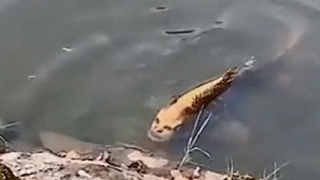 Watch: Fish With Human Face Spotted in Chinese Lake 1