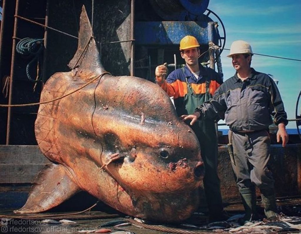 MONSTERS OF THE DEEP Russian fisherman posts terrifying pics of his weird deep sea finds 12