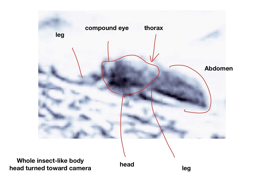 Photos show evidence of life on Mars, entomologist says ... 7