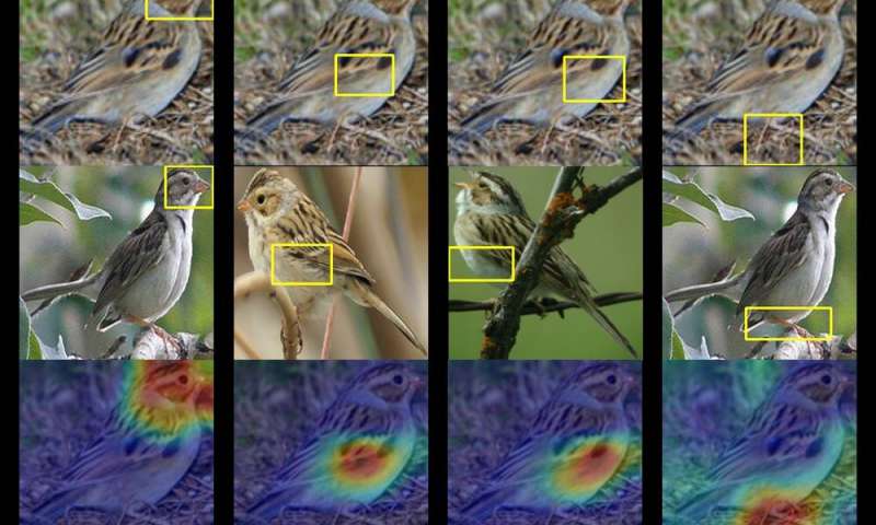 This AI birdwatcher lets you ‘see’ through the eyes of a machine 7