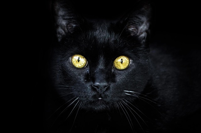 Black Cats and Witches 2