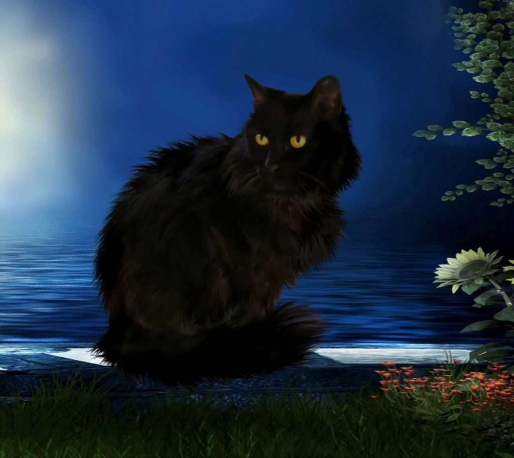Black Cats and Witches 1