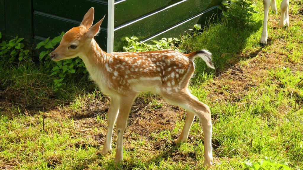 Climate change would be altering deer to give birth early 1
