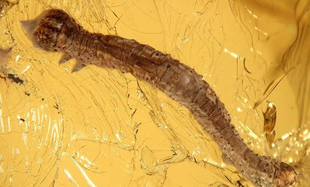 An ancient caterpillar discovered, whose age exceeds 44 million years 2