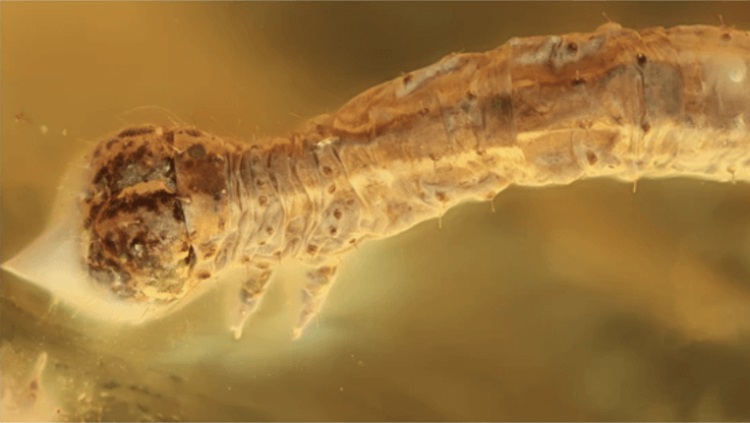 An ancient caterpillar discovered, whose age exceeds 44 million years 6