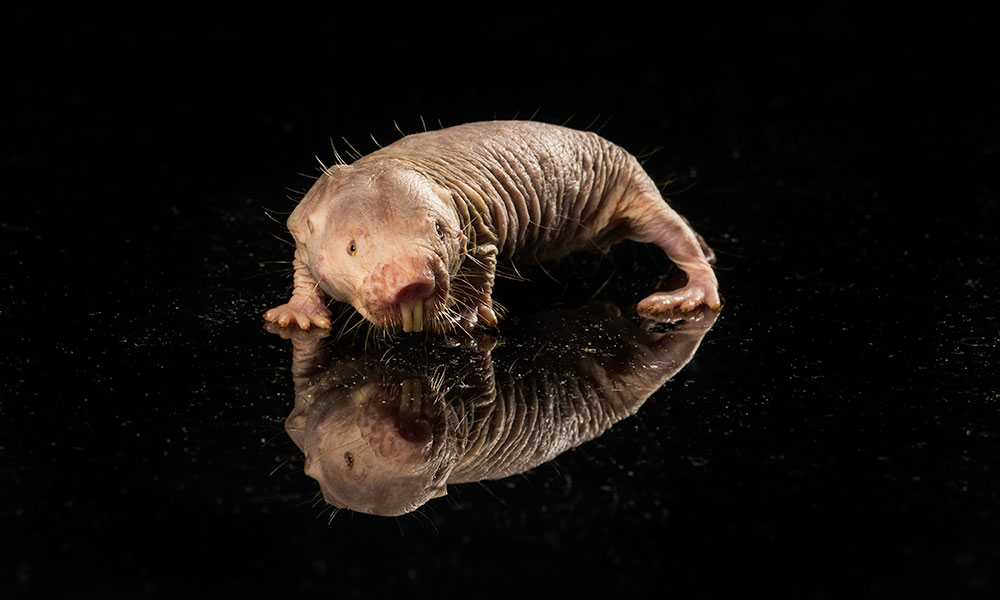 Why are naked mole rats the most long-lived rodents in the world? 7