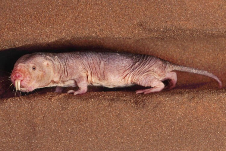 Why are naked mole rats the most long-lived rodents in the world? 9