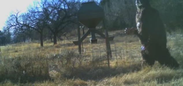 Baseball star captures 'Bigfoot' on deer cam 1