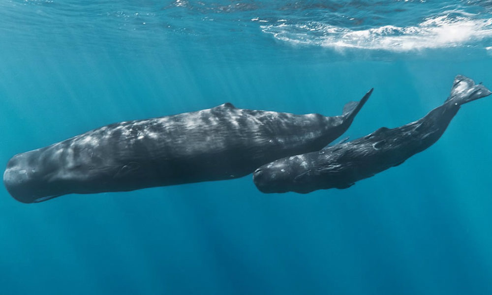 Whales are nature's solution to climate change, report says 8
