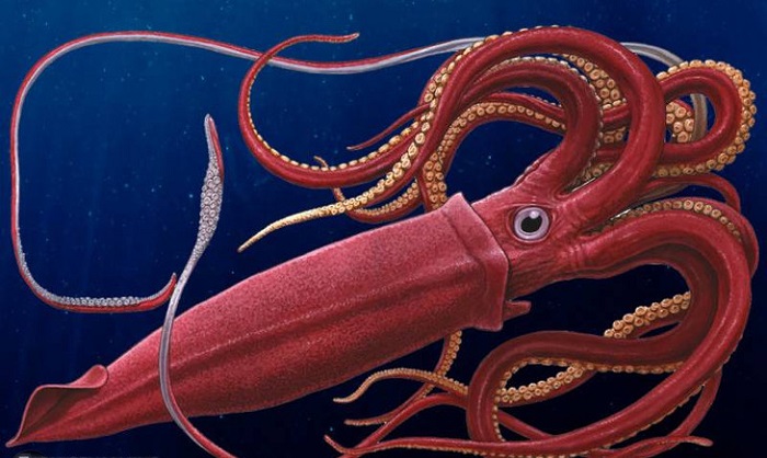 Encounters with giant squid 8
