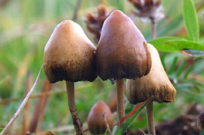 Are magic mushrooms safe for human health? 5