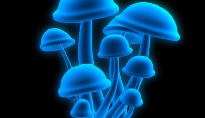 Are magic mushrooms safe for human health? 1