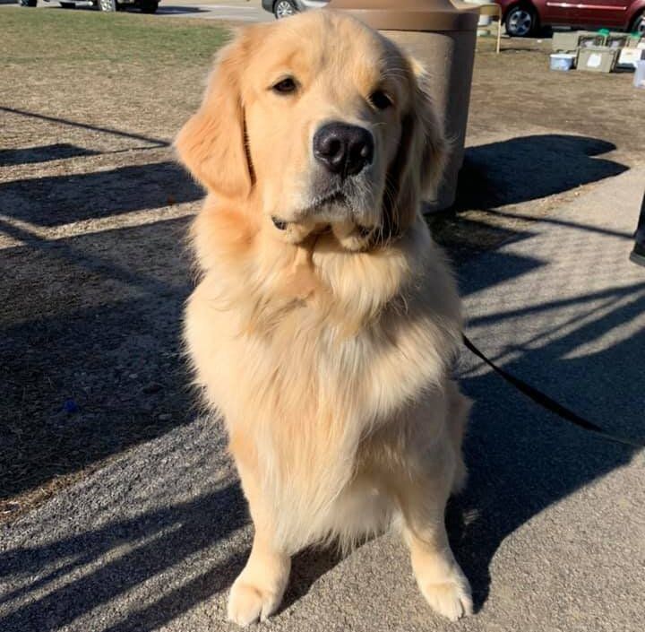 Police Therapy Dog Accused Of Stealing Toys Donated For Children 1