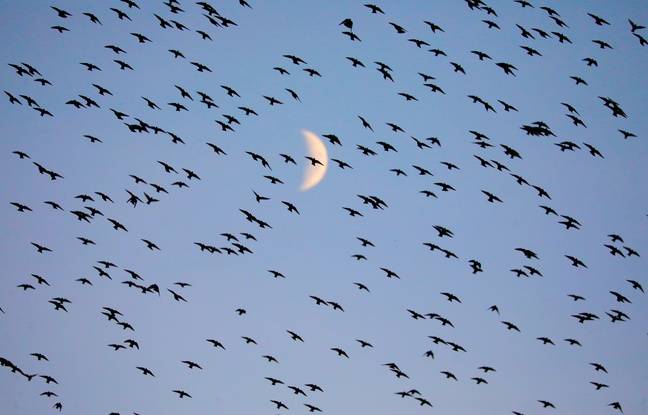 Hundreds of Birds Die Mysteriously in Rural Area of Wales 11