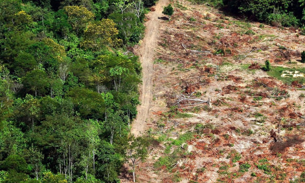 The Amazon has reached a turning point and has begun to self-destruct 14