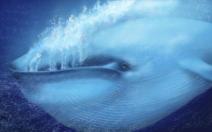 heartbeat of a blue whale is recorded