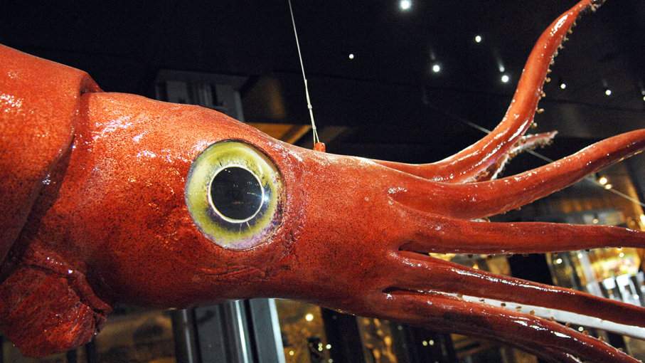 Encounters with giant squid 9
