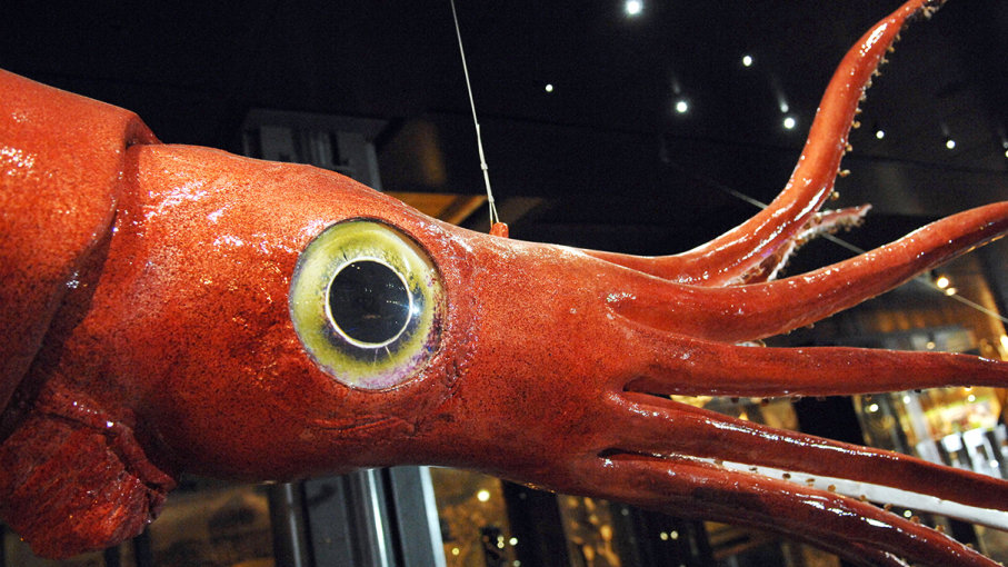 Encounters with giant squid 33