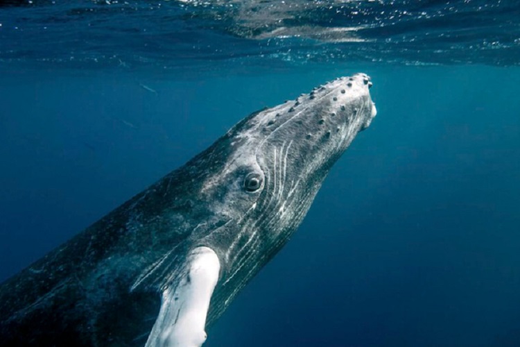 Humpback Whales Have Made a Stunning Recovery After Coming Close to Extinction 1