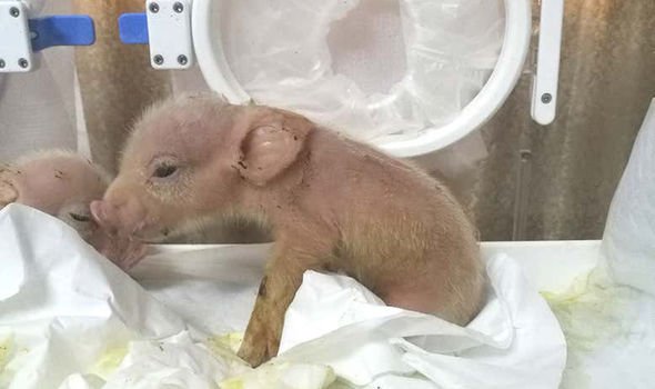 First-Ever Pig-Monkey Chimeras Born In Chinese Lab 7
