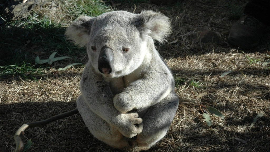 Australia: 50 percent of Koalas died in fires 1