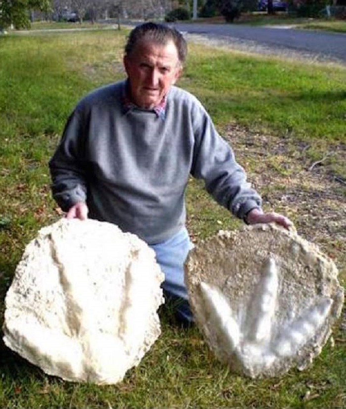 Eyewitnesses say they saw the extinct huge Moa 15