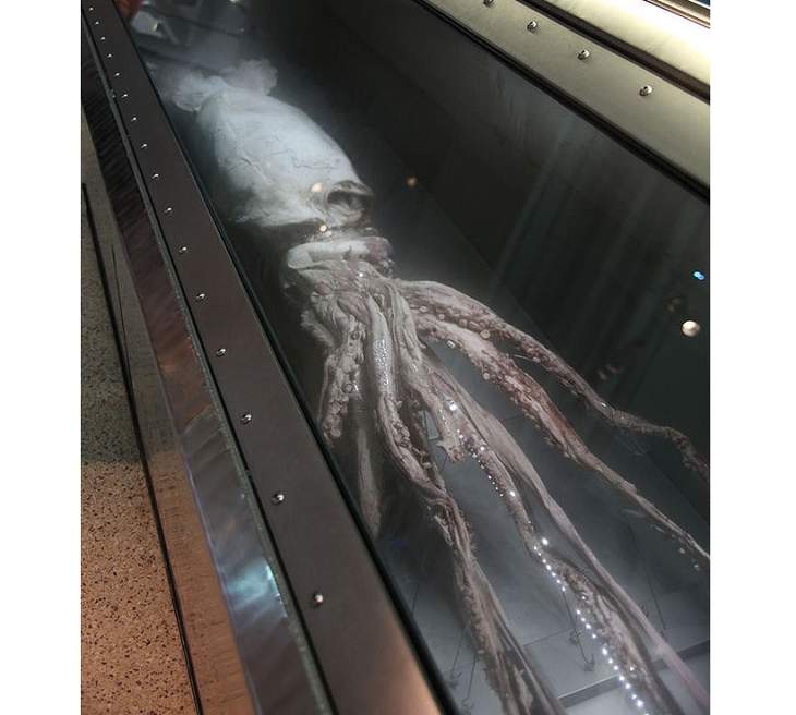 Scientists decoded the giant squid genome and saw that this creature has a very developed brain 3