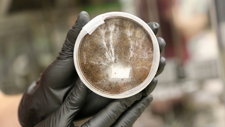 NASA proposes to build mushroom houses on Mars and the Moon 2