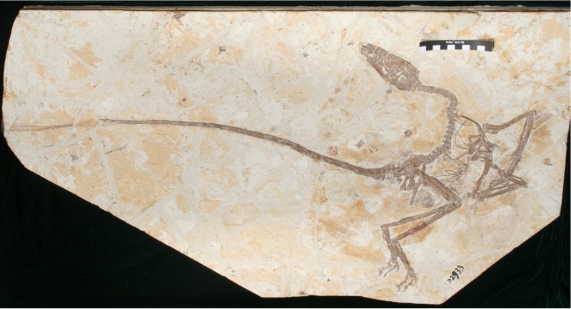 A previously unknown species of winged dinosaur very similar to a dragon discovered in China 4