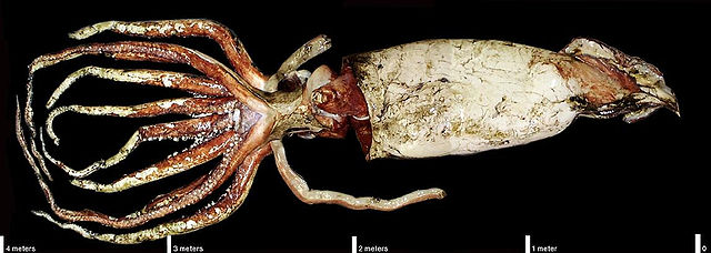 Scientists decoded the giant squid genome and saw that this creature has a very developed brain 2