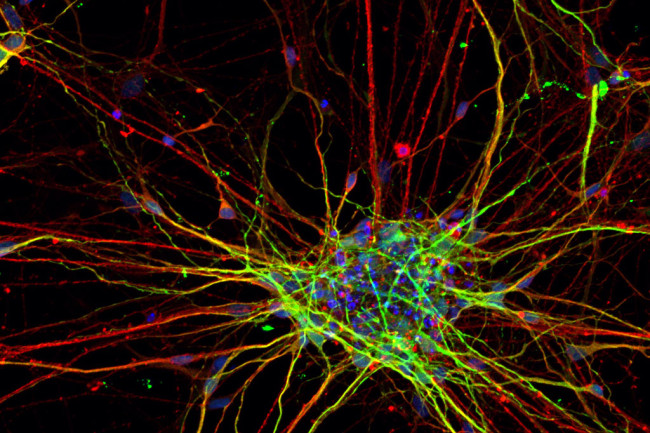 Scientists have discovered a new form of "cell communication" 15