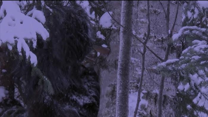 Bigfoot filmed in Canadian National Park 9