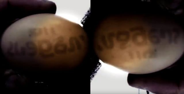 A chicken in Brazil laid an egg with a text message 7