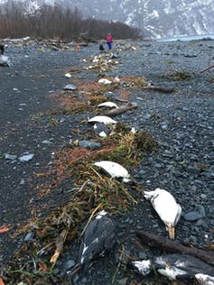 Worst marine heatwave on record killed one million seabirds in North Pacific Ocean 2