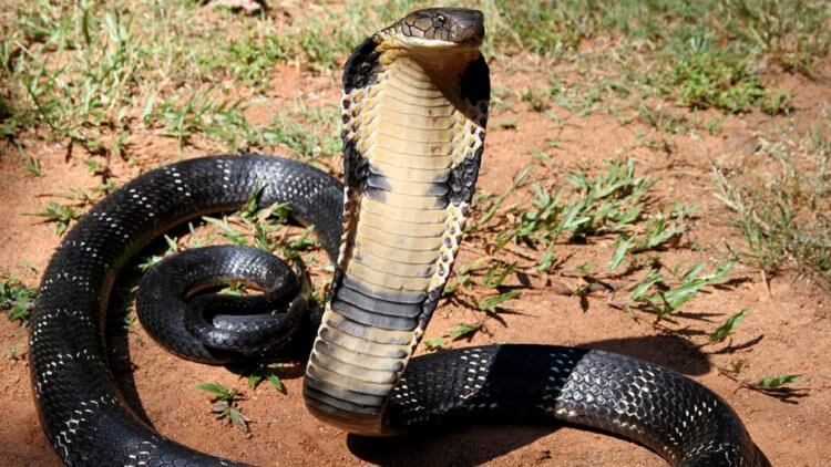 China has closed 13 cities due to coronavirus, and snakes are called the possible cause of the epidemic 10