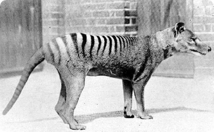 The sad story of the Tasmanian wolf 18