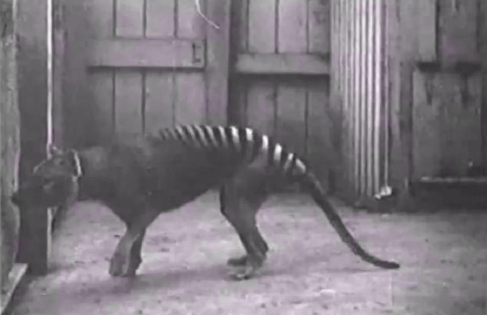 The sad story of the Tasmanian wolf 21