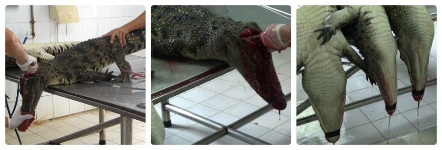 This Story Behind Crocodile Louis Vuitton Bags Will Haunt You Forever! 16