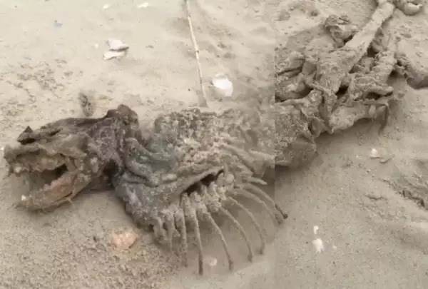 Remains of an incomprehensible animal found near the island where laboratory monkeys live 1