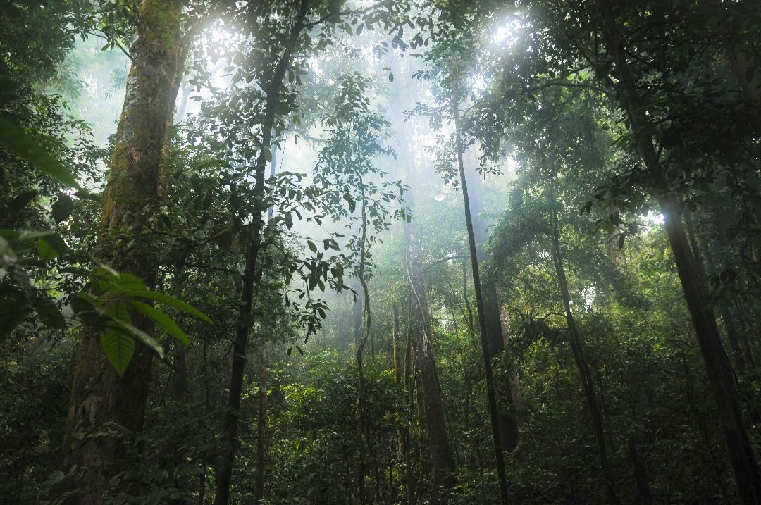 Картинки по запросу "selva de la india"