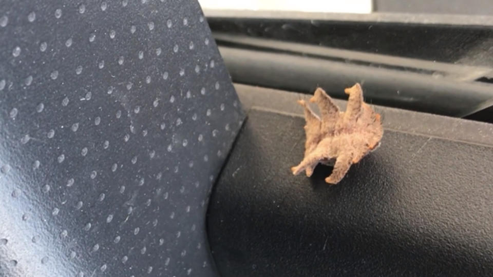 Six-legged hairy "alien" got into the car and scared the driver 1