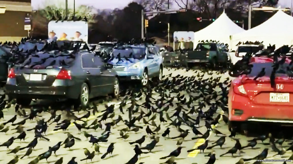 Migration or sign of impending doom: black birds invasion in Texas worries people 33