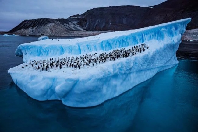 How much snow has melted due to record high temperatures in Antarctica? 7