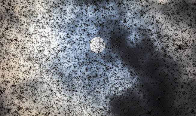 Clouds of locusts covered the Sun over the Middle East 17