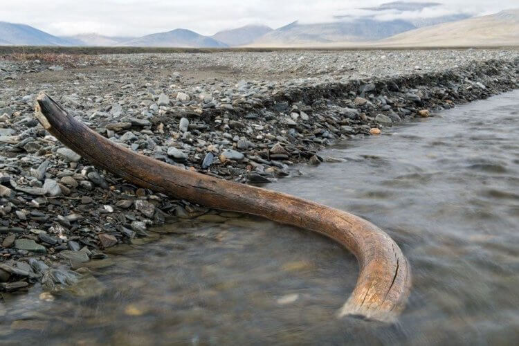 Scientists "revived" the genes of mammoths 7