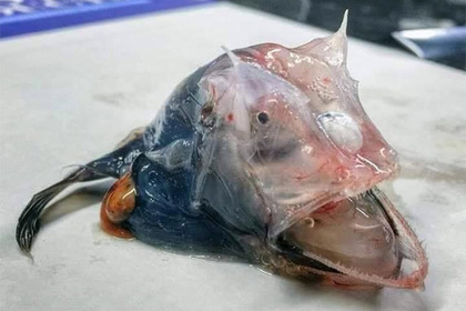 Fisherman caught a mysterious sea creature 2