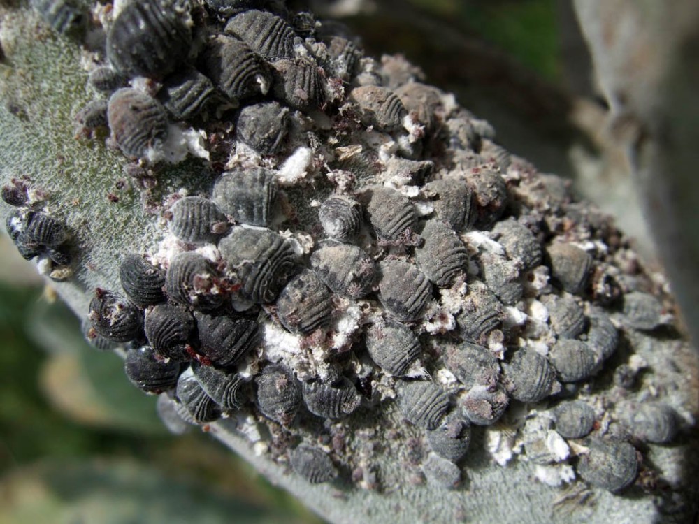 Coca-Cola's Mysterious Ingredient - Cochineal Insect Liquid 21