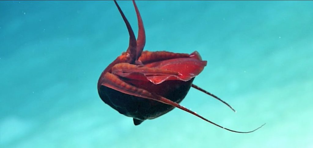 The strangest squid in the world: video 1