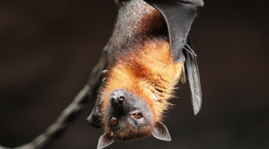 Red mushroom cloud over Portugal and Bats falling dead in Israel 1
